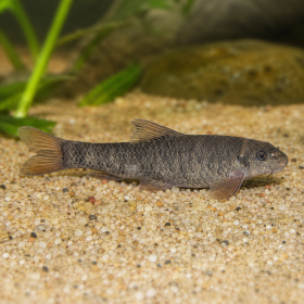 Garra Rufa (Garra rufa)