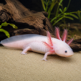 Аксолотъл / Амбистома (Ambystoma mexicanum)