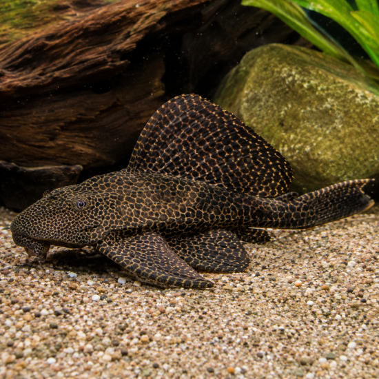 Sailfin Pleco (Pterygoplichthys gibbiceps) - 1