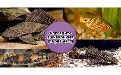 Алгоядите в аквариума (първа част)