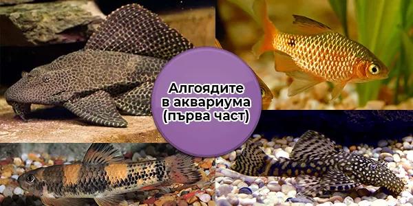 Алгоядите в аквариума (първа част)
