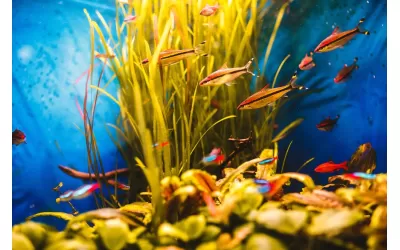 Витамини и риби