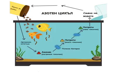 Какво представлява азотният цикъл?