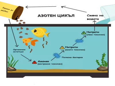 Какво представлява азотният цикъл?