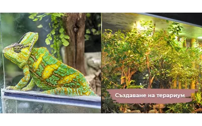 Създаване на терариум