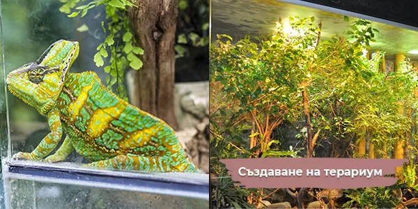 Създаване на терариум