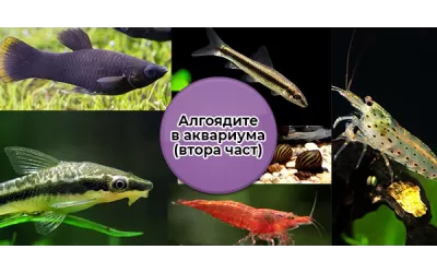 Алгоядите в аквариума (втора част)