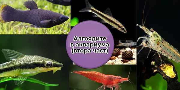 Алгоядите в аквариума (втора част)