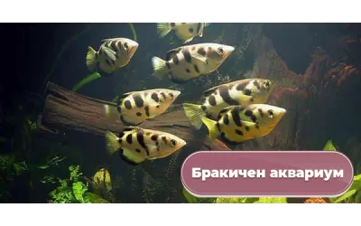 Бракичен аквариум