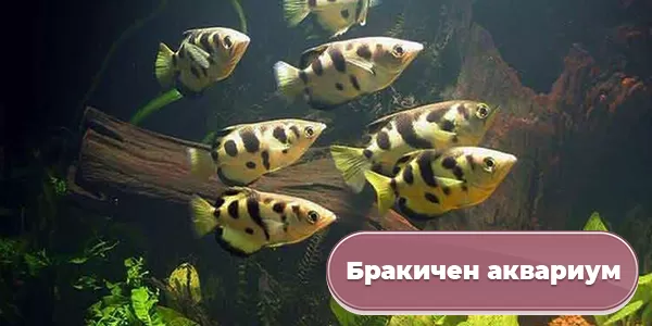 Бракичен аквариум