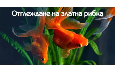 Oтглеждане на златна рибка