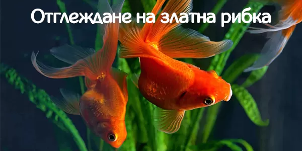 Oтглеждане на златна рибка