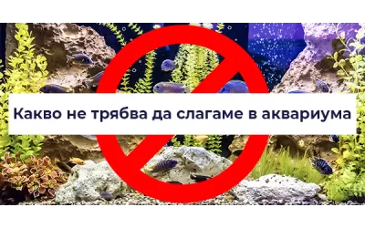 Какво не трябва да слагате в аквариума