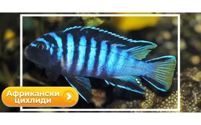 Африкански цихлиди