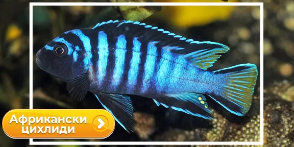 Африкански цихлиди