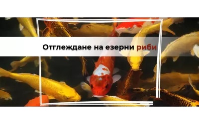Отглеждане на езерни риби