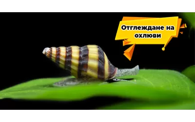 Отглеждане на охлюви