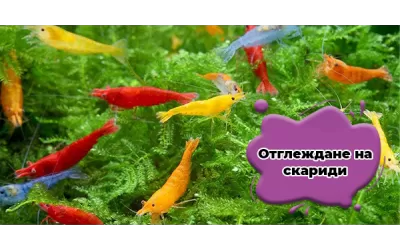 Отглеждане на скариди