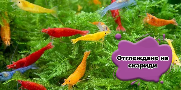 Отглеждане на скариди