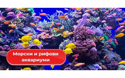 Морски и рифови аквариуми
