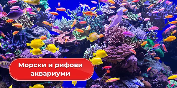 Морски и рифови аквариуми