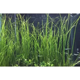 Валиснерия нана (Vallisneria nana)