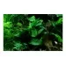 Анубиас (Anubias barteri var. nana) - 3