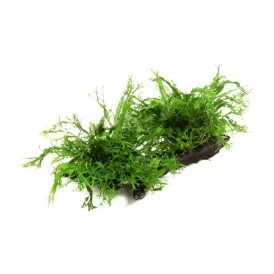 Микрозорум Къдрав (Microsorum pteropus 'windelov')