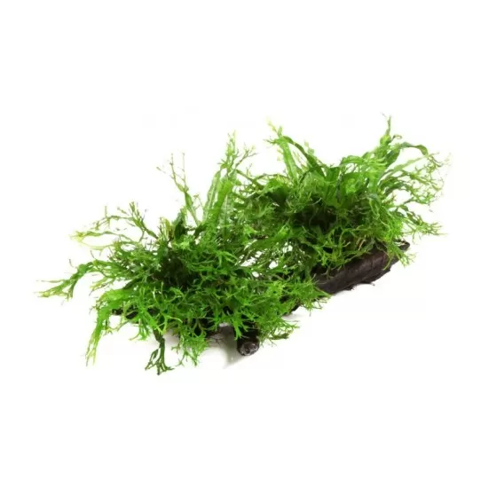 Микрозорум Къдрав (Microsorum pteropus 'windelov') - 2