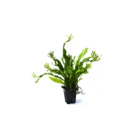 Микрозорум Къдрав (Microsorum pteropus 'windelov')