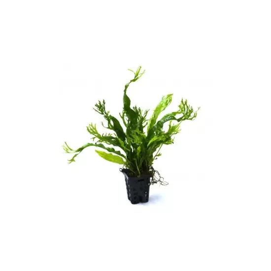 Микрозорум Къдрав (Microsorum pteropus 'windelov') - 1