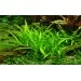 Сагитария (Sagittaria subulata) - 3
