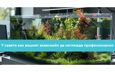7 съвета как вашият акваскейп да изглежда професионално