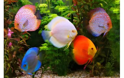 Отглеждане на Дискуси