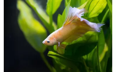 Спят ли аквариумните рибки и колко дълго?