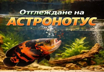 Отглеждане на астронотус