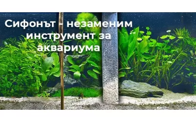 Сифонът - незаменим инструмент за аквариума