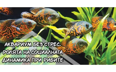 Аквариум без стрес. Ролята на социалната динамика при рибите.