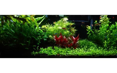 Акваскейп в стил Джунгла