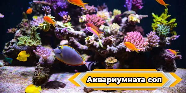 Аквариумната сол