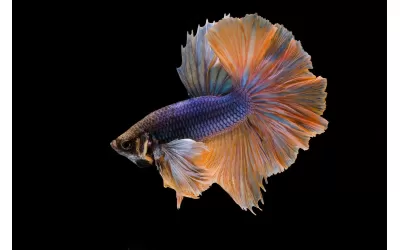 Отглеждане на Бета