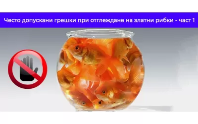 Често допускани грешки при отглеждане на златни рибки - част 1