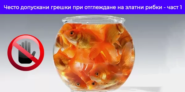 Често допускани грешки при отглеждане на златни рибки - част 1