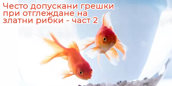 Често допускани грешки при отглеждане на златни рибки - част 2