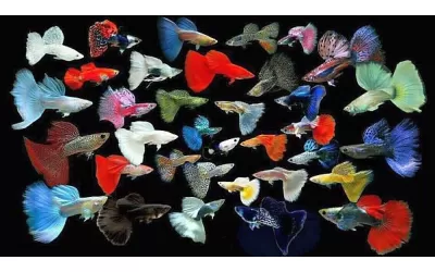 Какво трябва да знаем за живородките