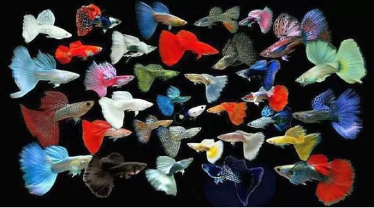 Какво трябва да знаем за живородките