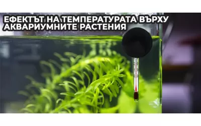Ефектът на температурата върху аквариумните растения