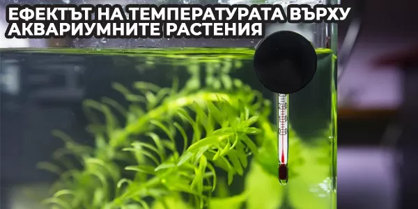 Ефектът на температурата върху аквариумните растения