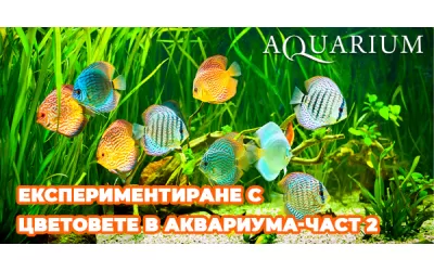 Експериментиране с цветовете в аквариума-част 2