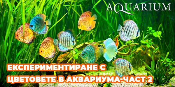 Експериментиране с цветовете в аквариума-част 2